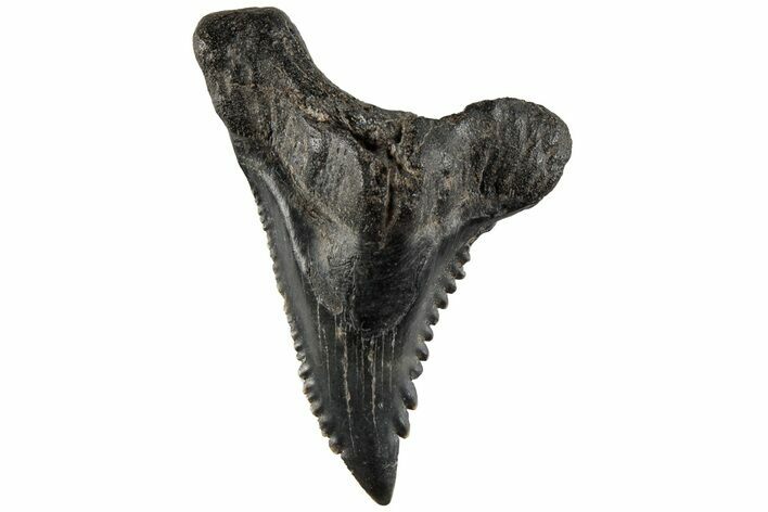 Serrated, Fossil Shark (Hemipristis) Tooth - South Carolina #202461
